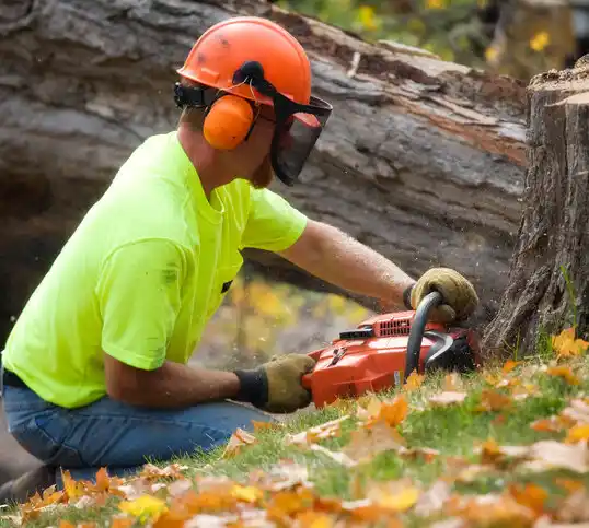 tree services East Ithaca